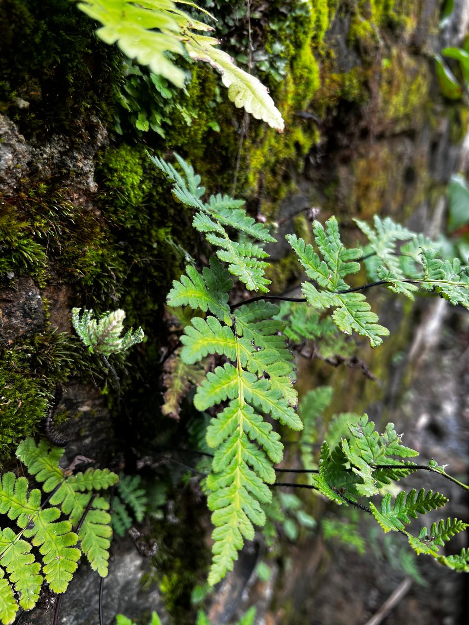 Himalayan fern and moss growing on stone wall in Jungle Mahal’s lush healing environment in Kathmandu.