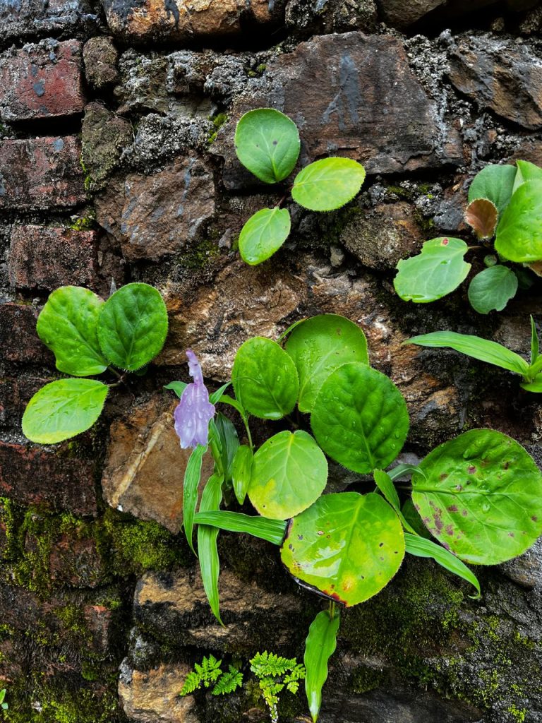 Why Himalayan Climate Makes Ayurvedic Panchakarma More Effective Than Tropical Destinations