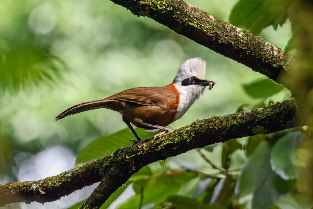 The top 50 Beautiful Birds In and Around Jungle Mahal